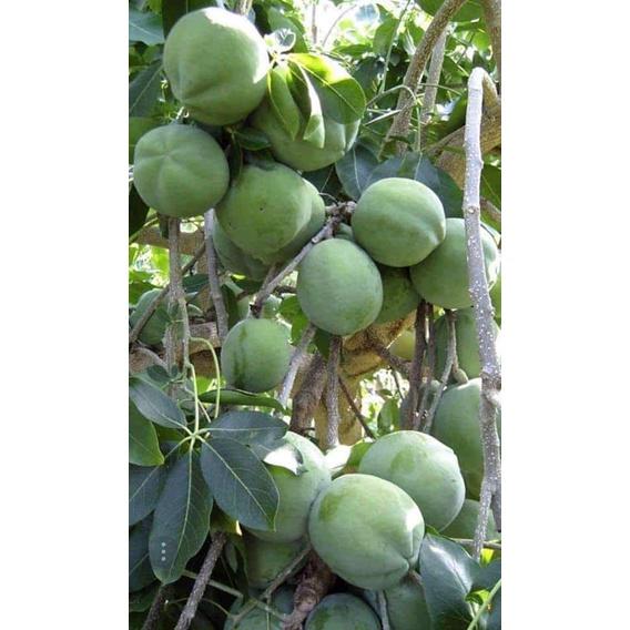 Cây giống cây bánh kem -cây nhập khẩu