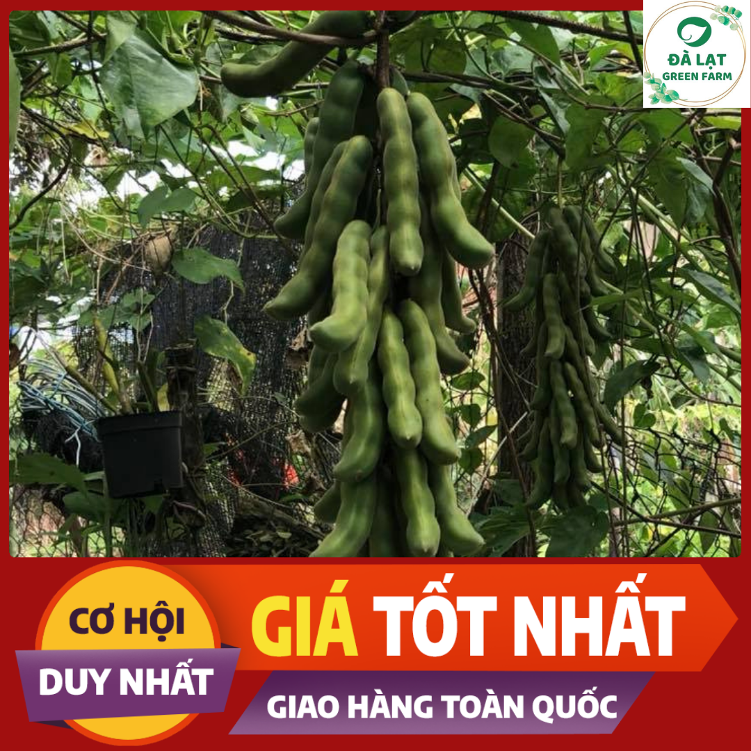 10 Hạt_Hạt Giống Đậu Me (Siêu Dễ Trồng)