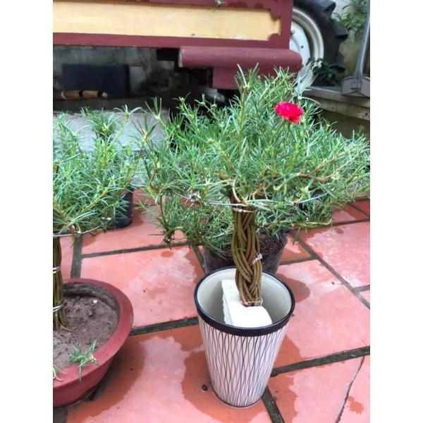 Combo 20 cành 10h cành dài làm bonsai