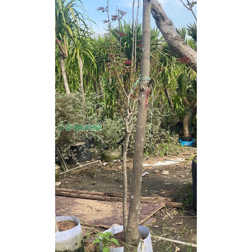 Cây Phong Lá Đỏ Lớn