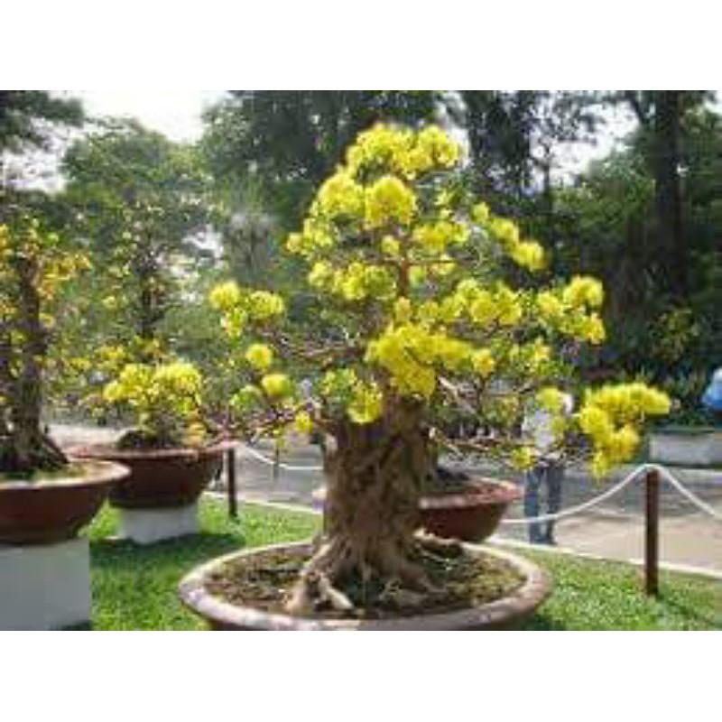 Gói hạt giống hoa mai vàng 10 hạt