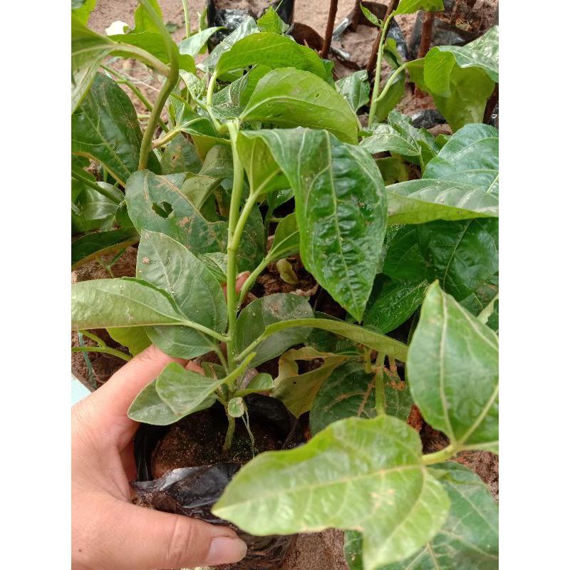 2Cây giống Chanh leo quả tím