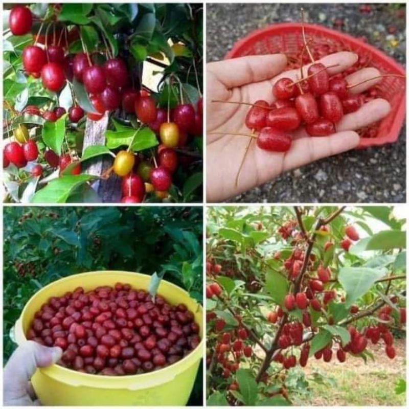 Cây giống nhót siêu ngọt Mỹ