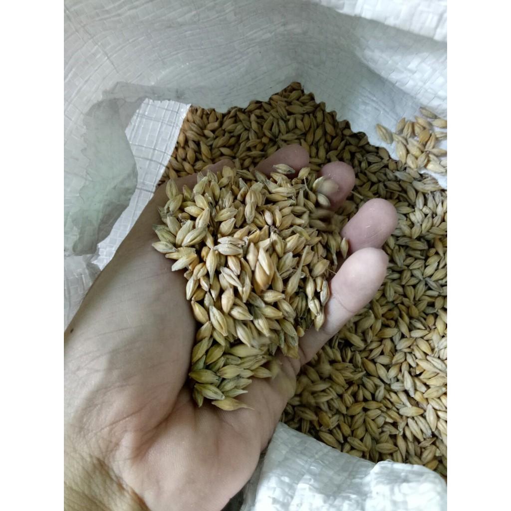 1KG HẠT ĐẠI MẠCH (LÚA MẠCH) nguyên vỏ