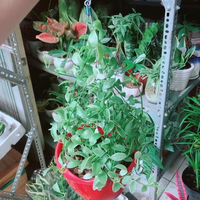 Chậu Cây Hạt Dưa