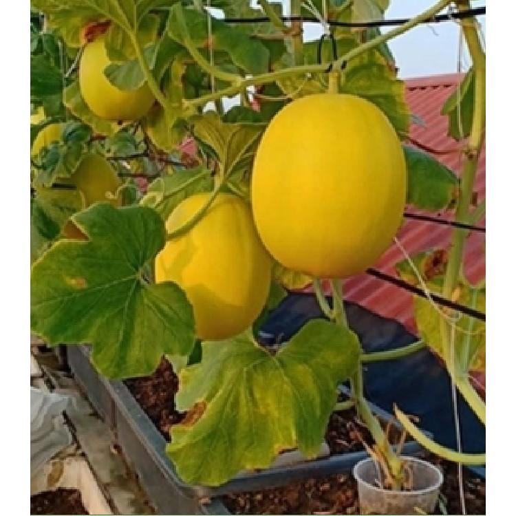 Hạt giống dưa Kim Cô Nương -