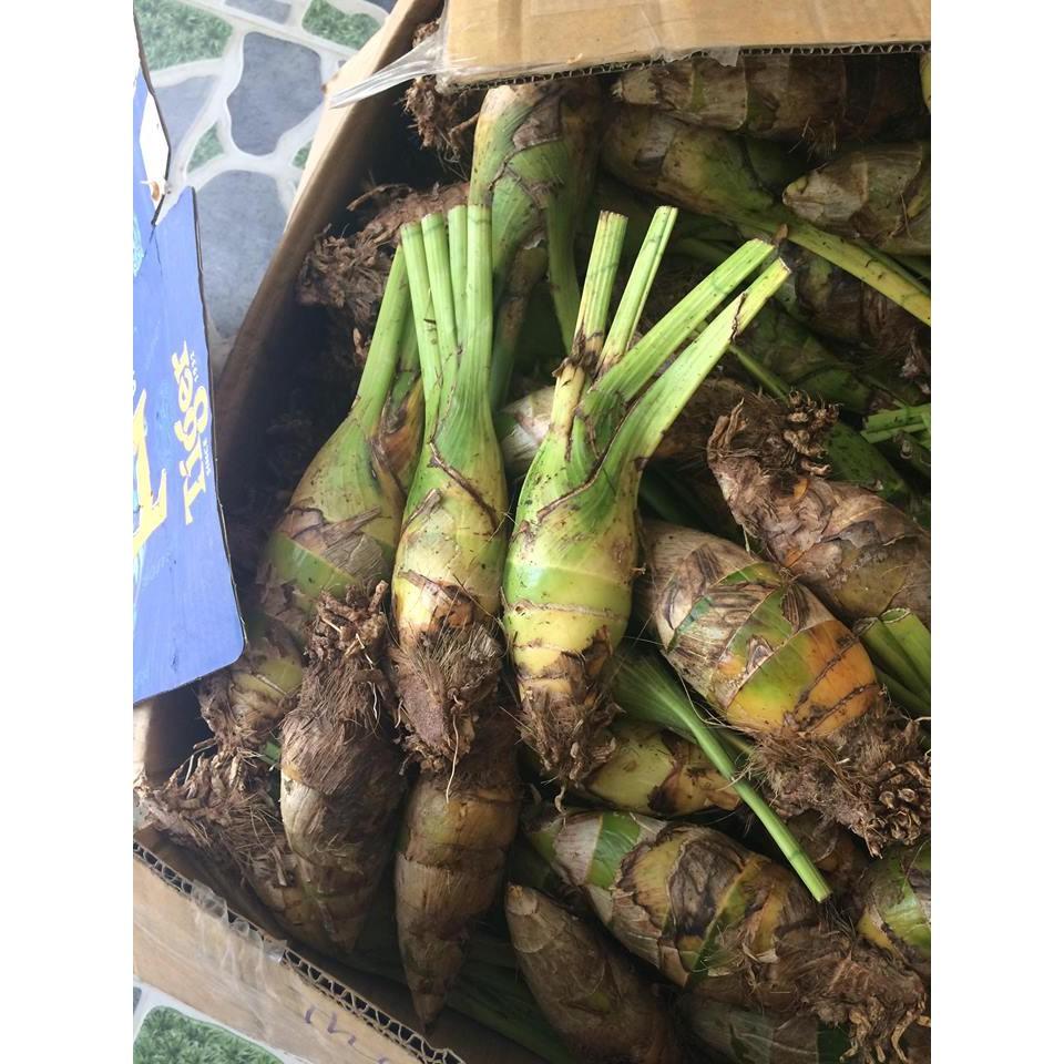 Củ giống hoa địa lan santo tím 1 củ