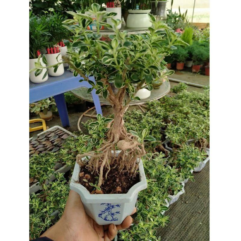 Bạch Tuyết Mai - Cây cảnh Bonsai để bàn + Tặng phân bón cho cây