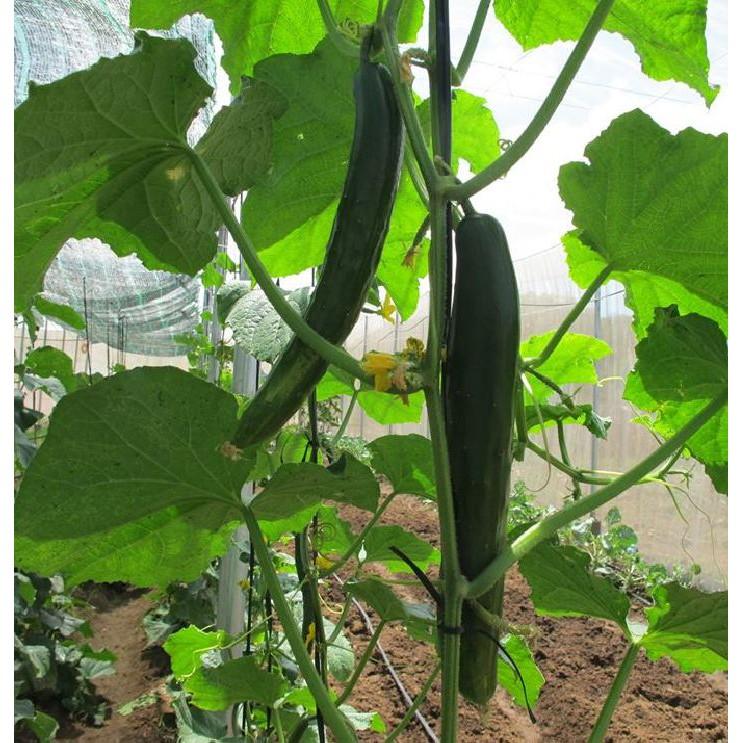 Hạt giống Dưa Chuột Trái Dài Nhật - 10 hạt/gói