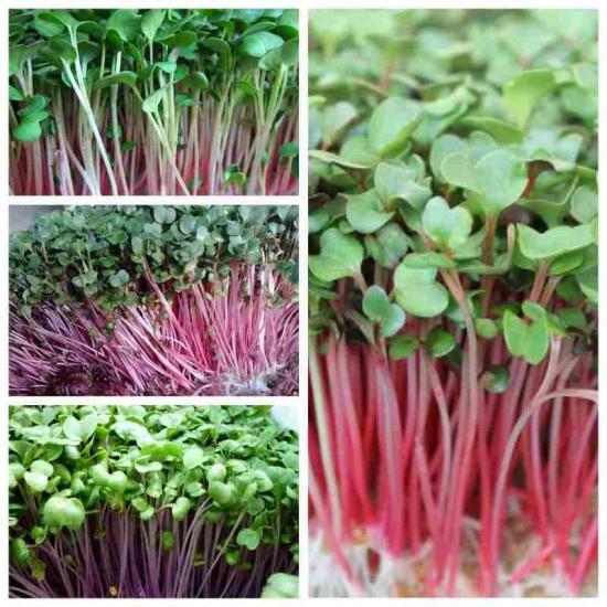 Hạt giống Mầm củ cải đỏ-gói 30gr