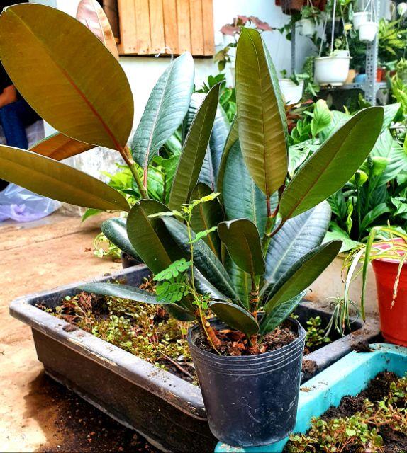 Cây đẹp, Cây đa búp đỏ trồng làm cảnh, lọc không khí