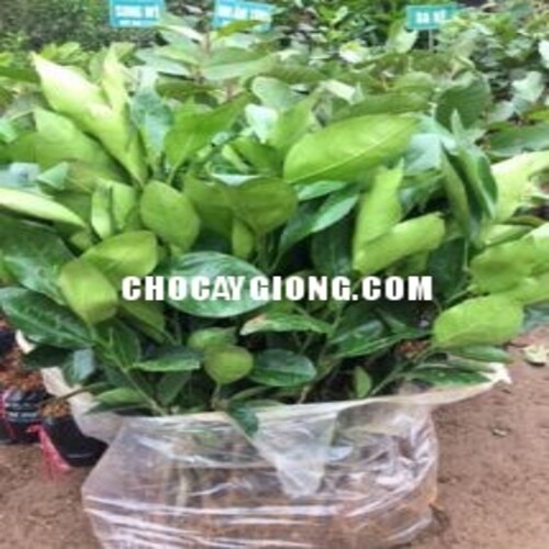 BƯỞI SIÊU NGỌT