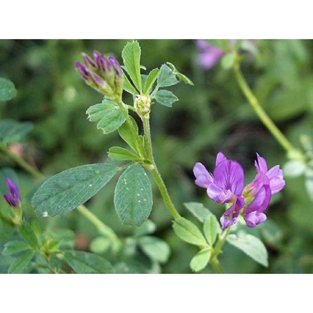 GIỐNG CỎ LINH LĂNG ALFALFA - SIÊU DINH DƯỠNG - THỨC ĂN GIA SÚC - gói 500g