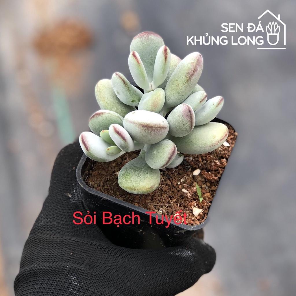 Sen Đá Sỏi Bạch Tuyết - Cotyledon Orbiculata CV