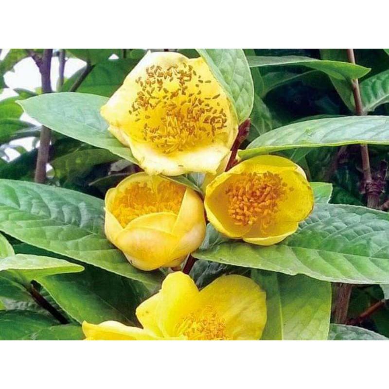 Cây giống trà hoa vàng ươm hạt cây cao 15cm
