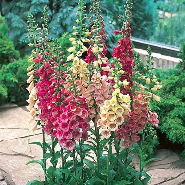 Hạt giống hoa đậu thơm lupin nhiều màu CT406 - Gói 50 hạt