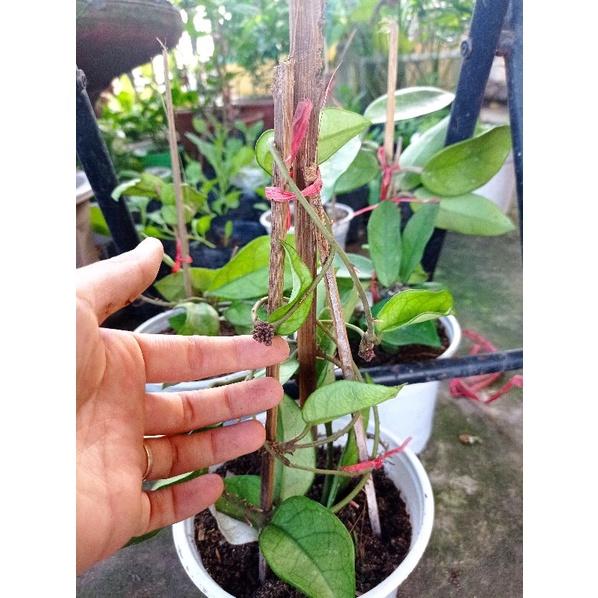 Lan Cẩm cù Carnosa White