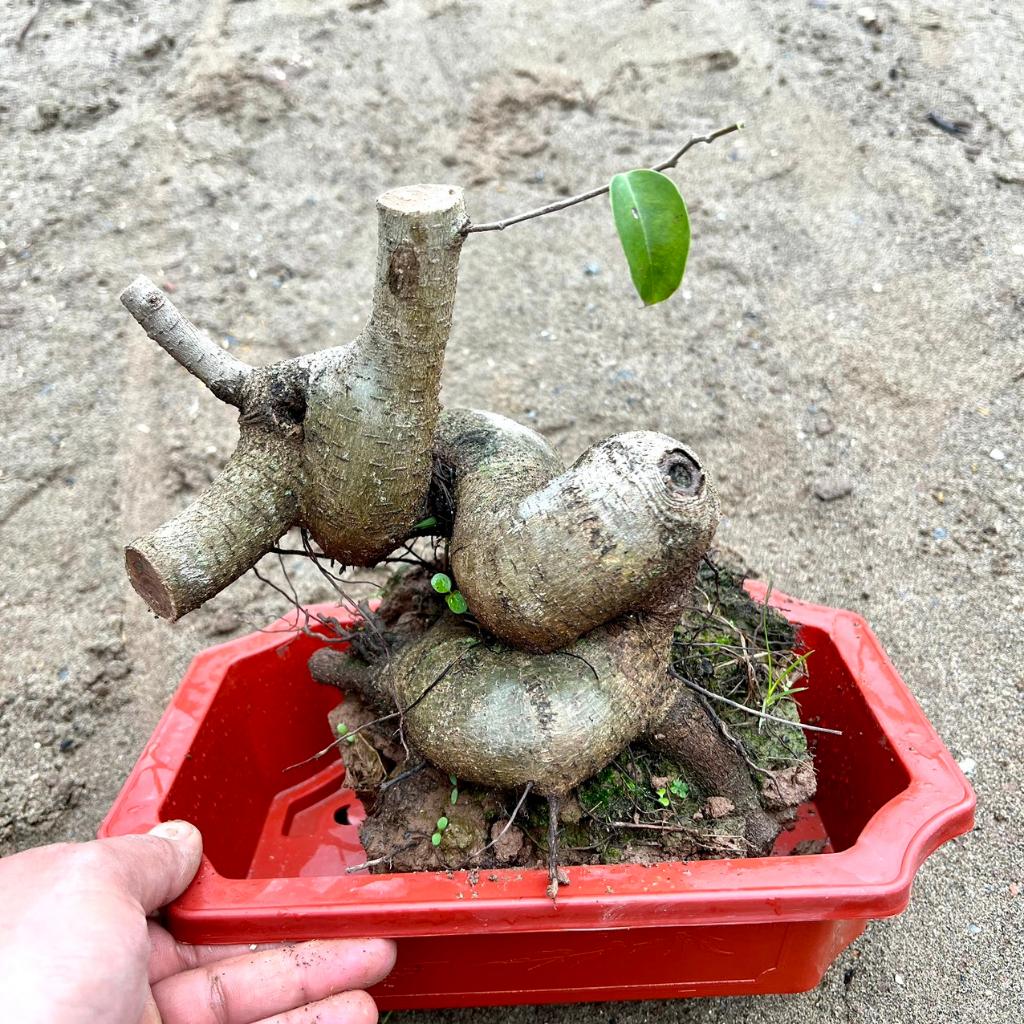 Cây sanh phôi bonsai (ảnh thật)