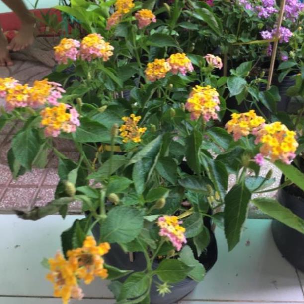 Cây hoa ngủ sắc siêu hoa