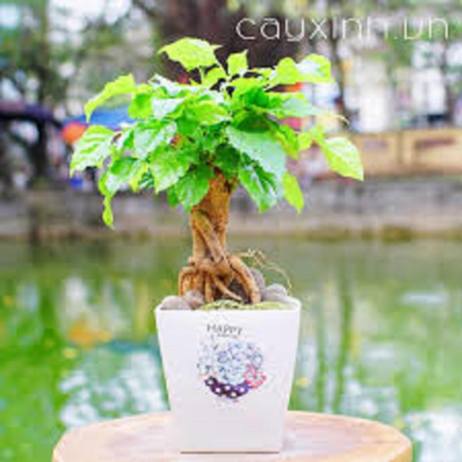 CÂY HẠNH PHÚC- CÂY PHONG THỦY MANG LẠI TÀI LỘC CHO GIA CHỦ -