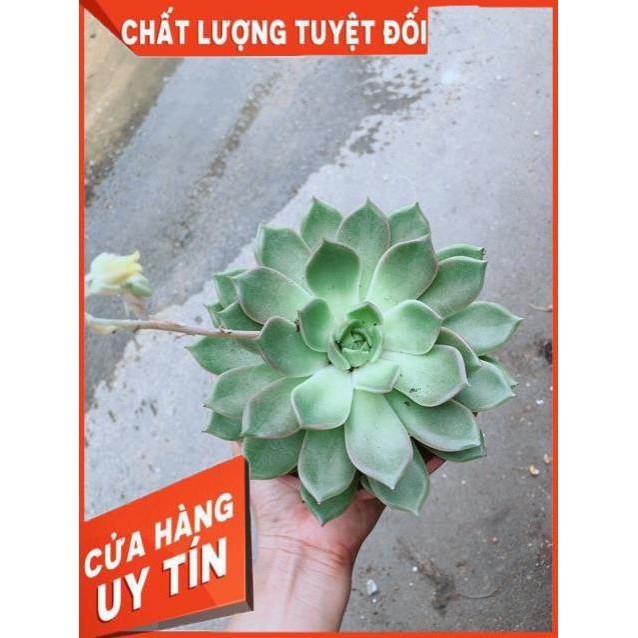 Sen Đá Size Đại