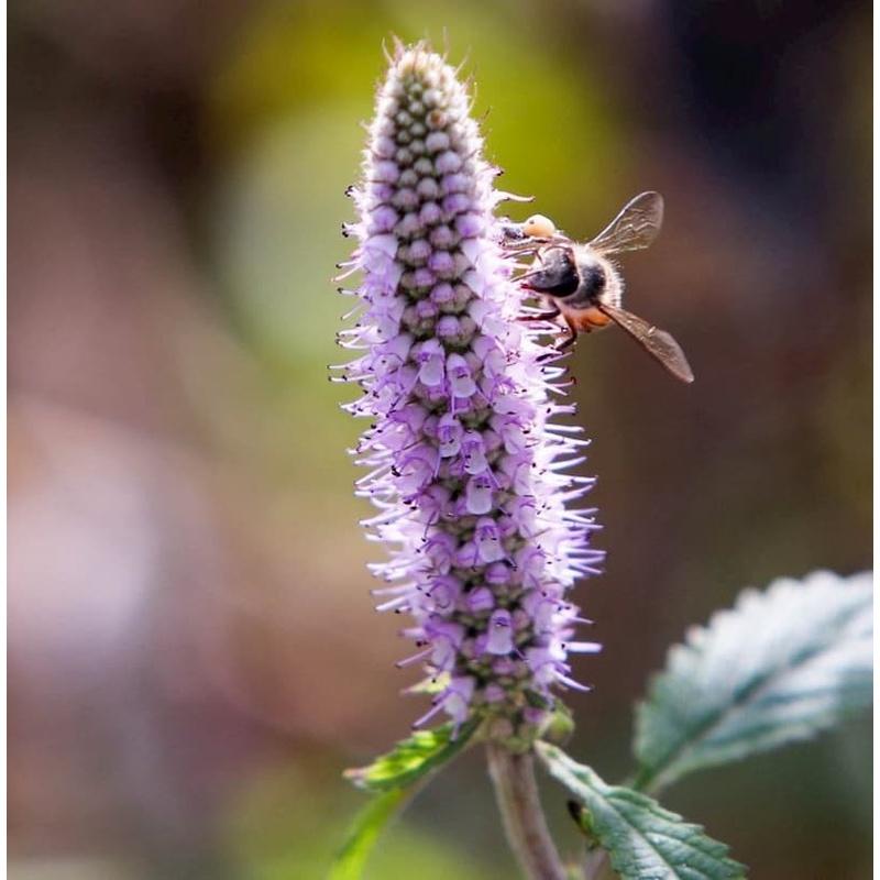 MẬT ONG HOA BẠC HÀ NGUYÊN CHẤT 100% .