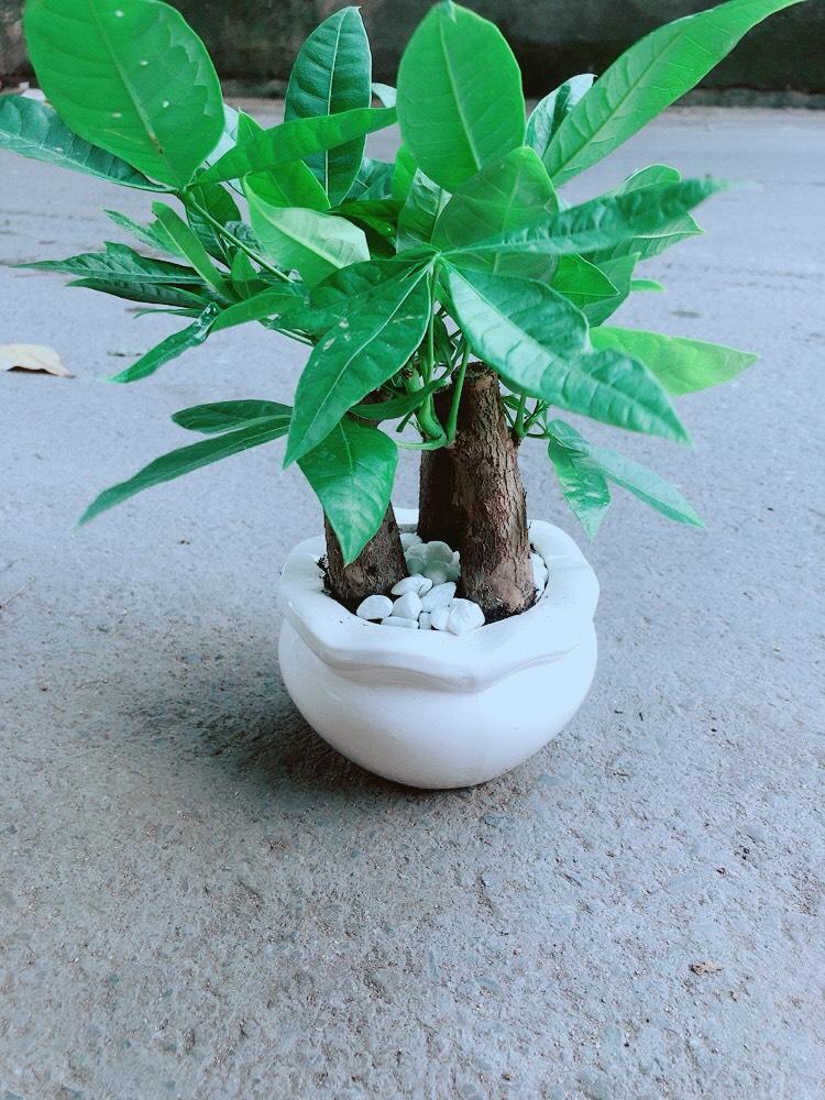 Chậu Cây Kim Ngân