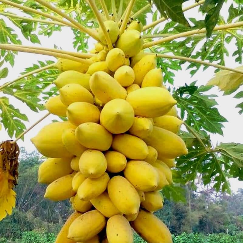 Hạt giống đu đủ da vàng - 10 hạt/gói
