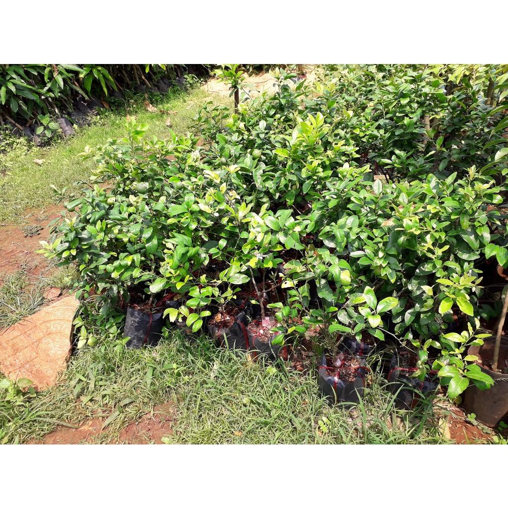 CÂY GIỐNG CHANH TỨ QUÝ