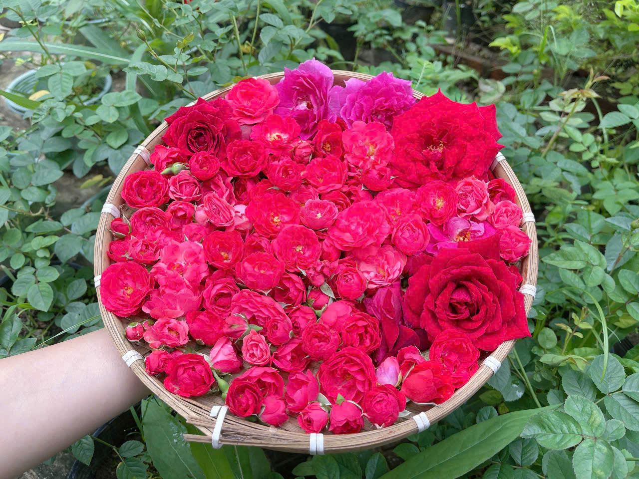 Trà Hoa Hồng O'Farm Sấy Khô Nguyên Bông – Trà Hoa Hồng OCOP 3 sao, Thiên Nhiên Thanh Nhiệt, Đẹp Da, Thơm Dịu