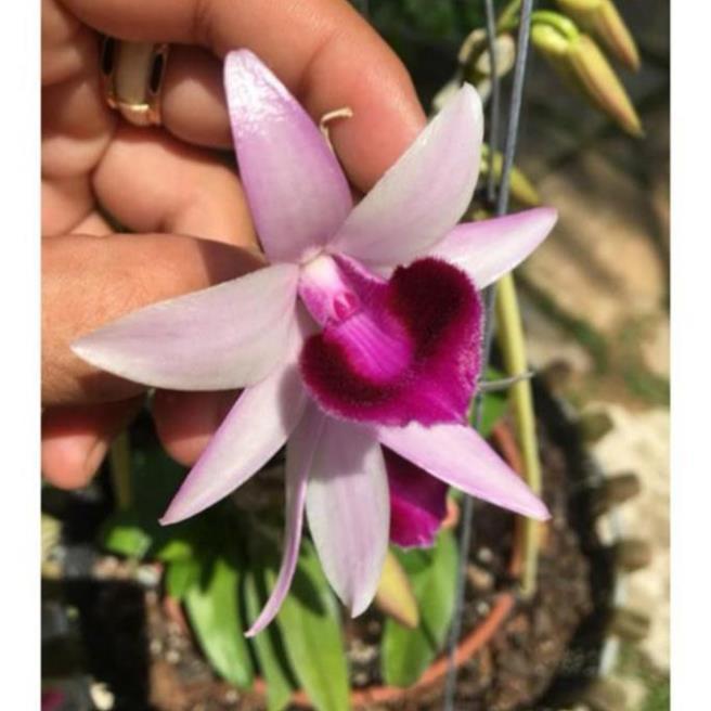 Hoa phong lan châu như lưỡi bệt