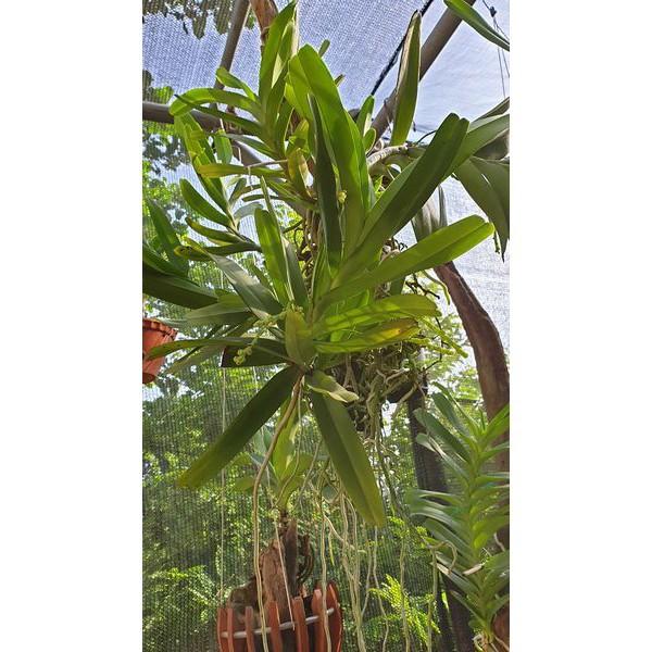 Sản Phẩm Hoa lan bạch nhạn