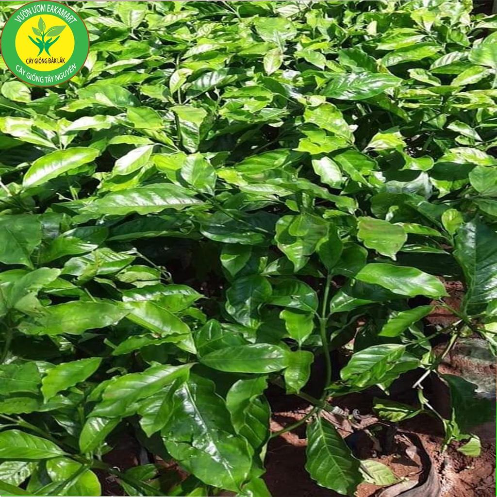 Cây Giống Cà Phê