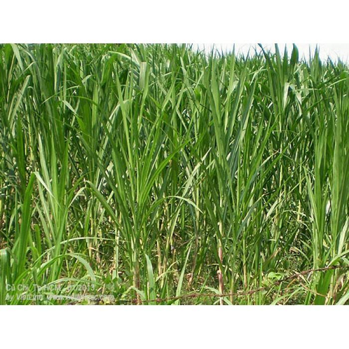 Hạt Giống Cỏ Sweet Jumbo - Cỏ Họ Ngô