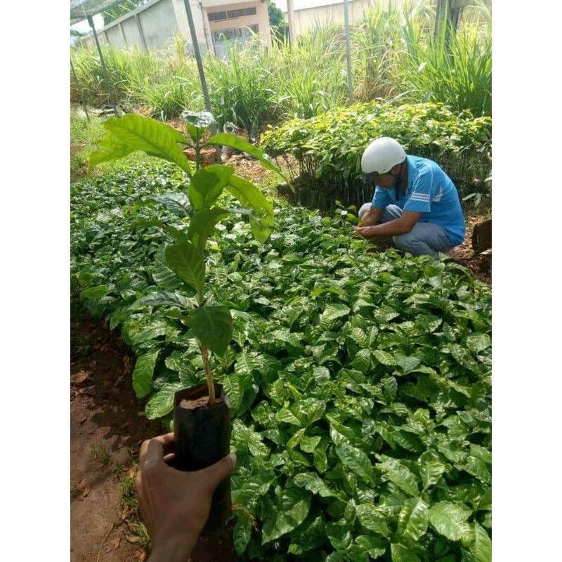 Cây cà phê arabica giống