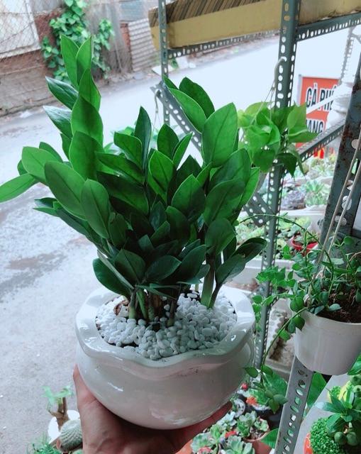 Chậu Kim Phát Tài