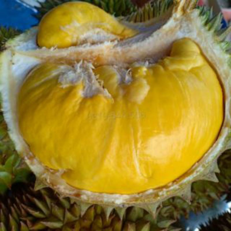 CÂY GIỐNG SẦU RIÊNG ÓC KHỈ