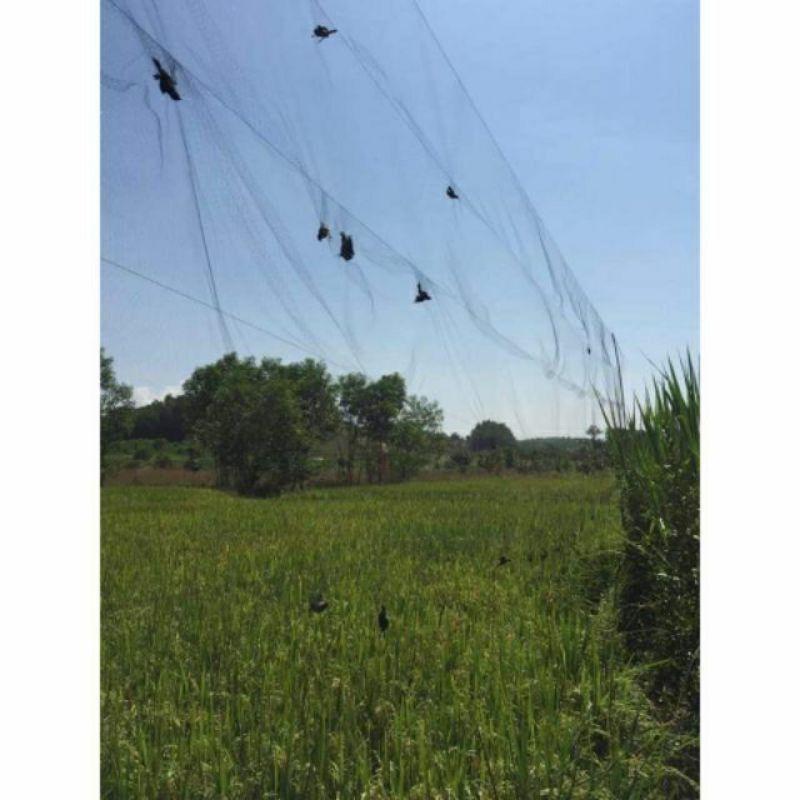 Lưới bẫy chim tàng hình thái lan giá rẻ ( 20m - 30m- 60m ) lưới bẫy chim đã làm sẵn về chỉ mang đi bẫy