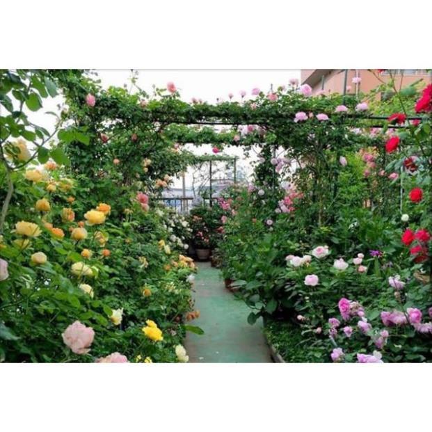 Rê trần hồng leo pháp