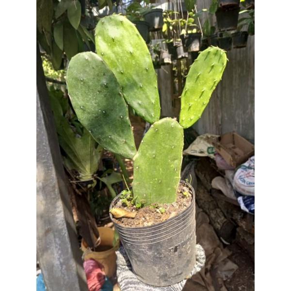 Xương rồng tai thỏ thích hợp decor hoặc làm thức ăn cho pet, chậu 1 lá