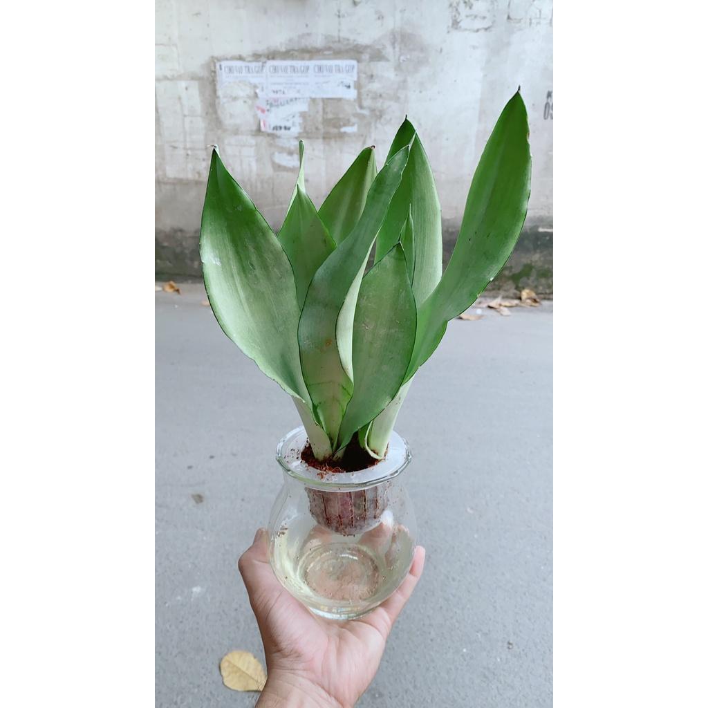 Chậu Lưỡi Hổ Bạc Thuỷ Canh