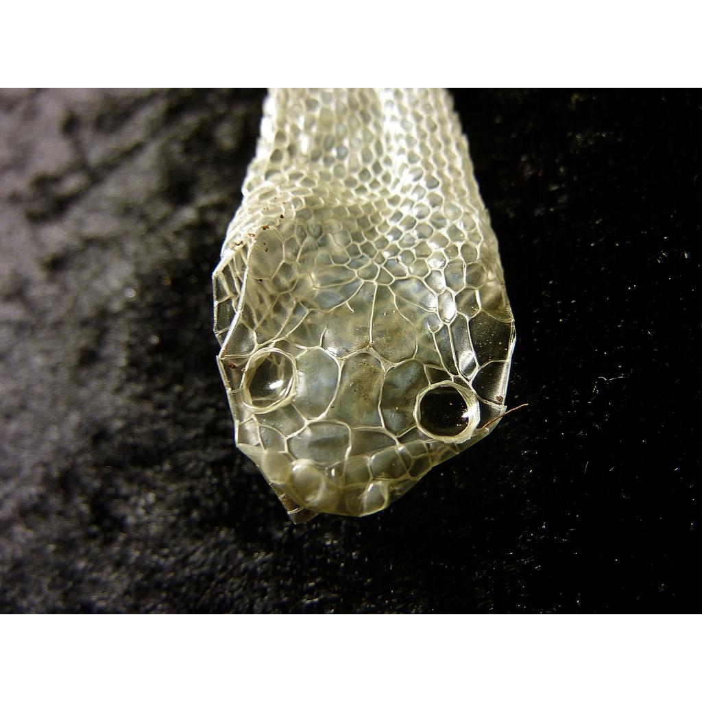 Hỗ trợ lột xác bò sát Repti Shedding Aid