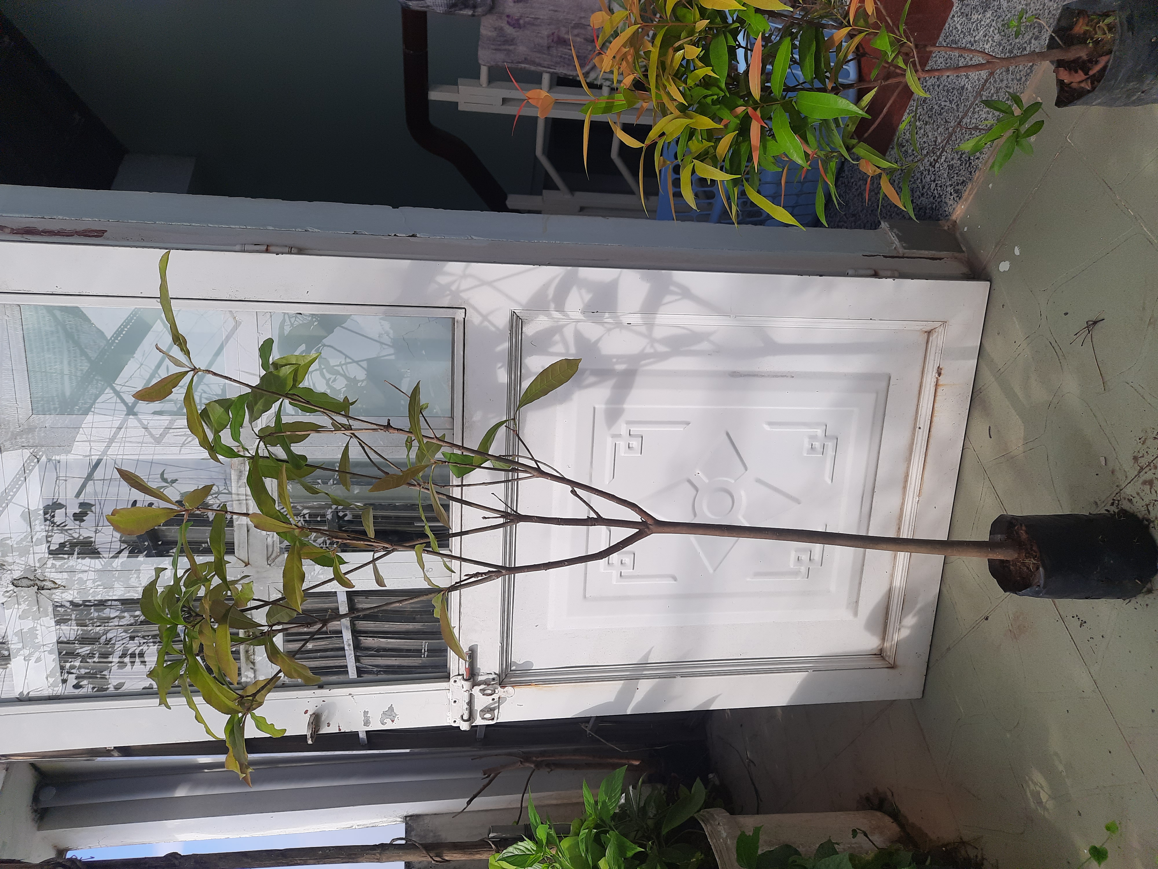 Cây lộc vừng hoa đỏ cao chừng 1M, như hình chụp
