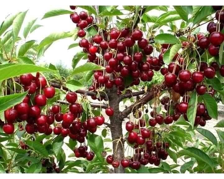 Cây giống cherry Brazil siêu sớm
