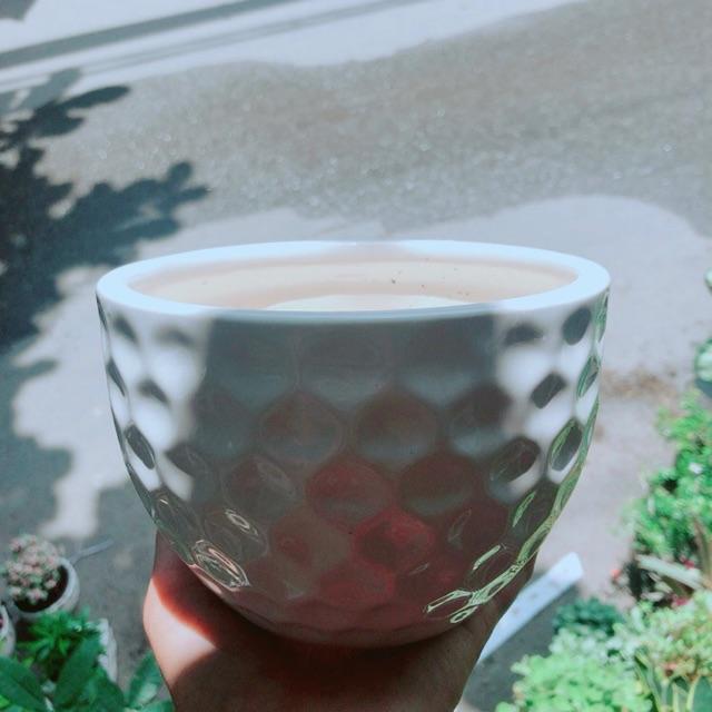 Chậu Trồng Cây