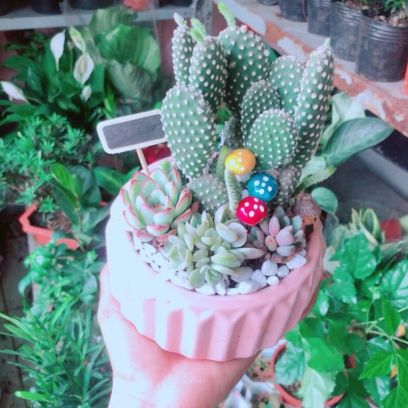 Chậu Sen Đá Xương Rồng Tiểu Cảnh