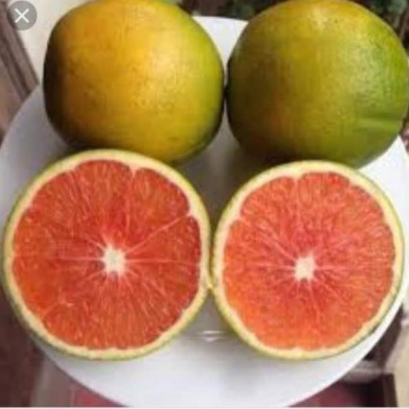 Sản phẩm Cam cara ruột đỏ