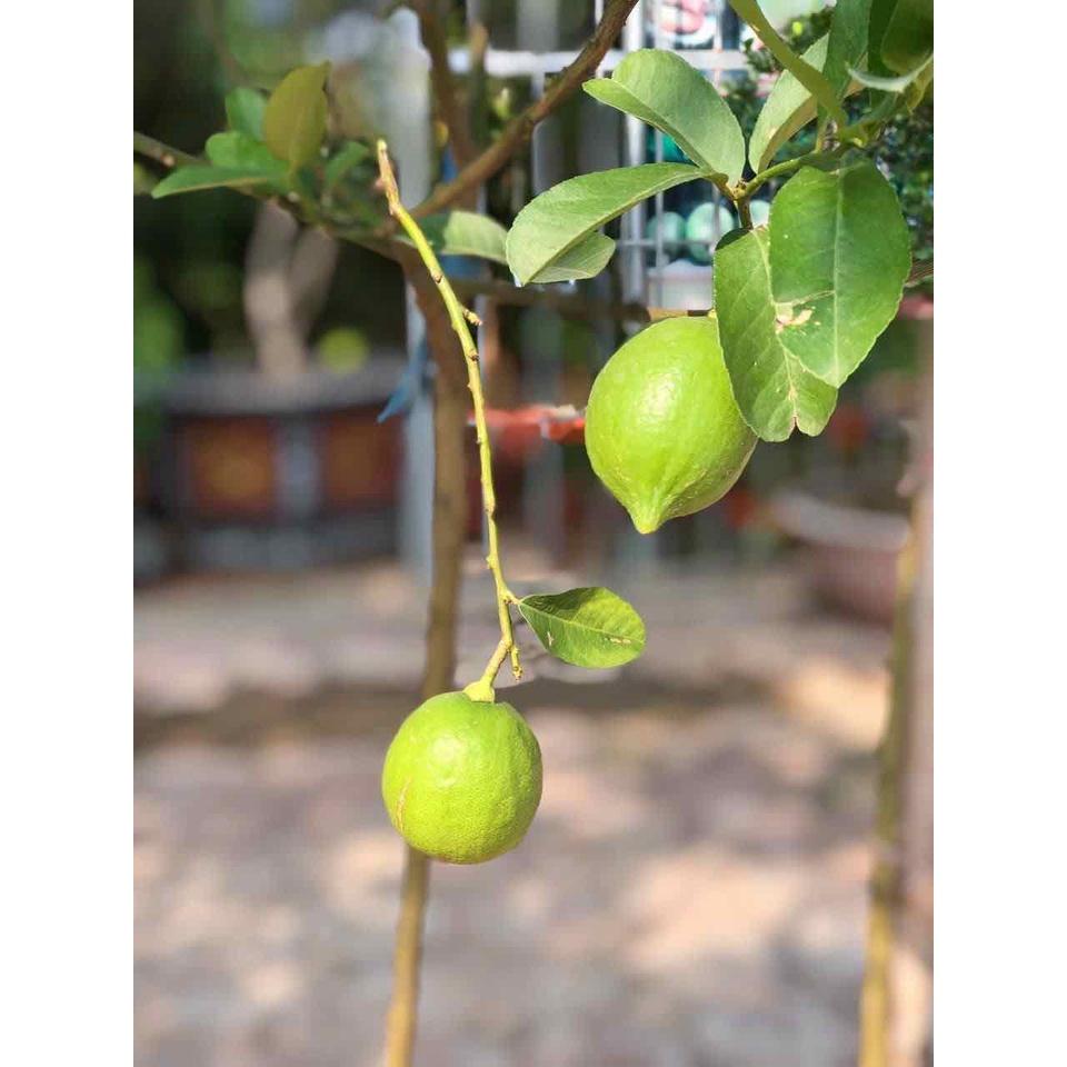 Cây giống Chanh vàng Mỹ, cây trồng được ở miền nam, cho trái màu vàng đẹp, cây ghép nhanh có trái