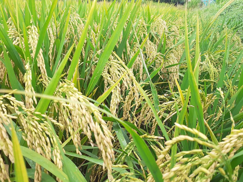 ENDOPHYTE 20ML TẠO TO ĐÒNG, XANH LÁ ĐẾN CẮT, NỞ BỤI