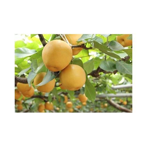 CÂY GIỐNG Lê VÀNG ĐÀI LOAN